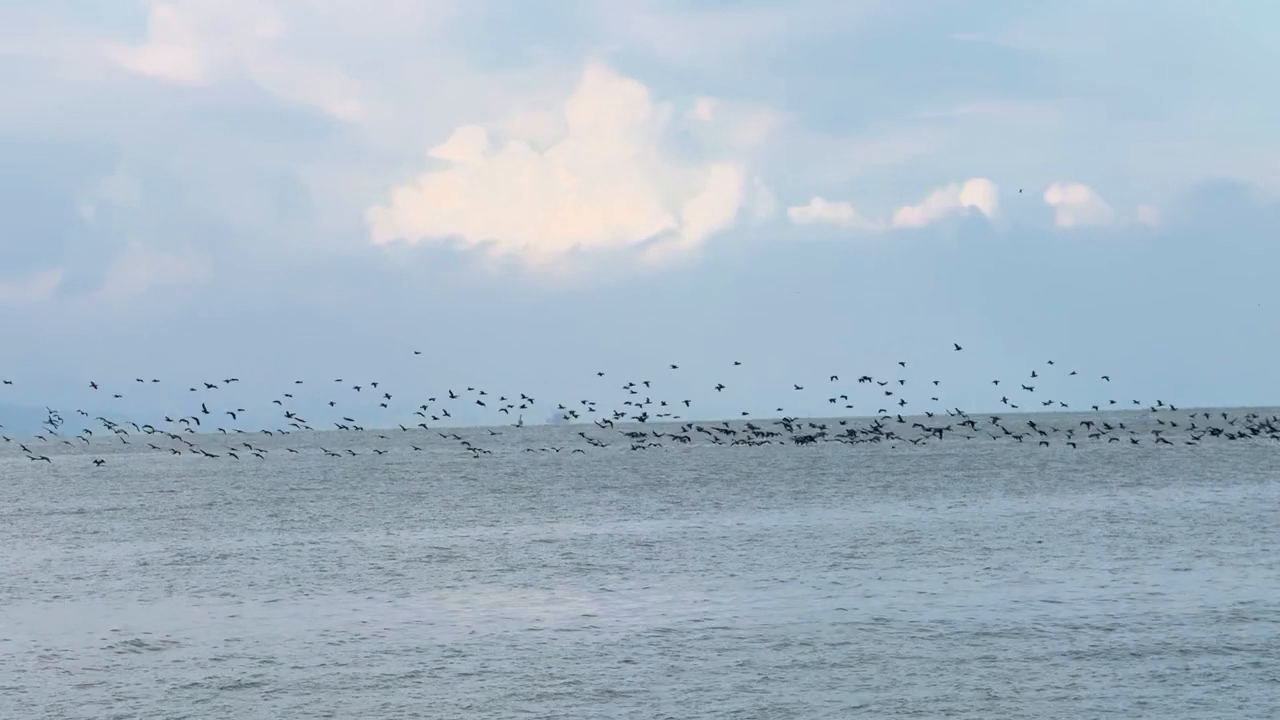 A flock of birds crosses the open sea beneath a wide sky, filmed from the waterfront.